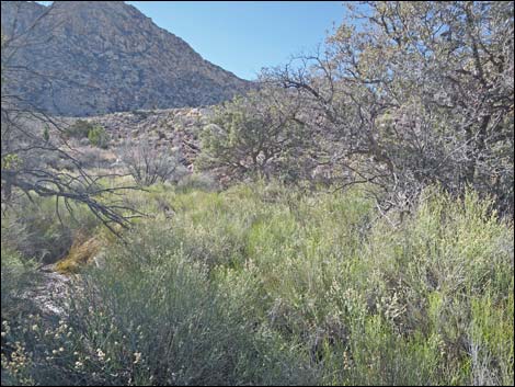 Cottonwood Valley Springs Loop Trail