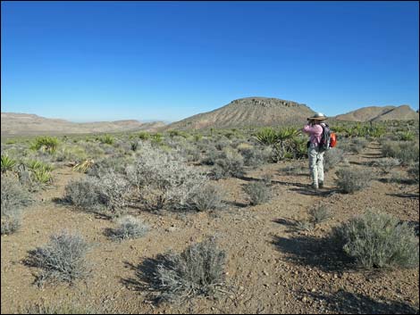 Cottonwood Valley Springs Loop Trail