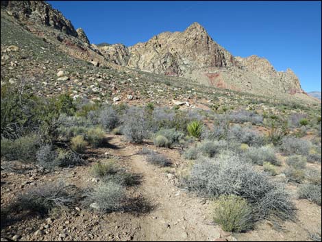 Cottonwood Valley Springs Loop Trail