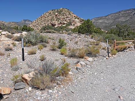 Agave Roasting Pit