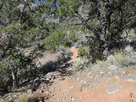 White Rock Loop Trail