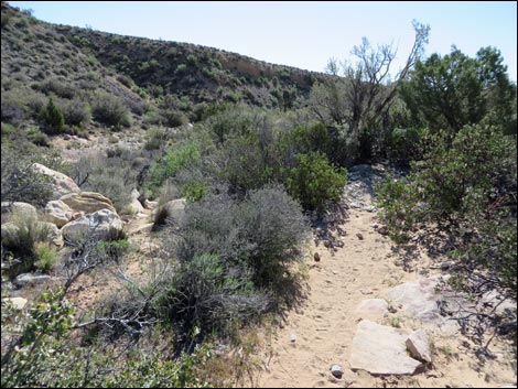 White Rock Loop Trail