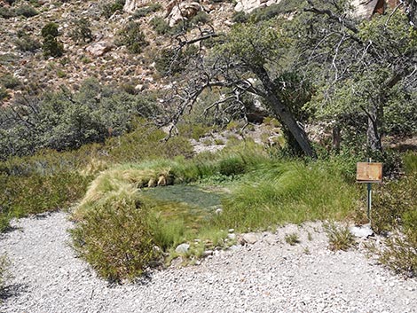 White Rock Spring Trail