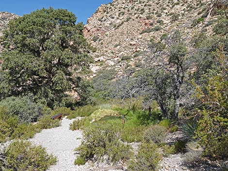 White Rock Spring Trail