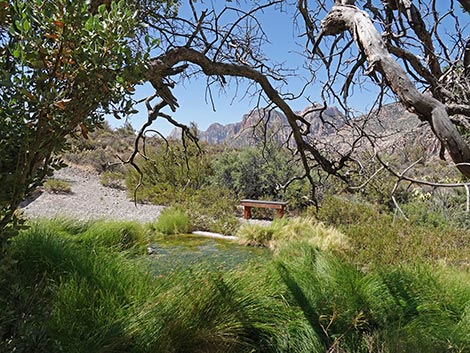 White Rock Spring Trail
