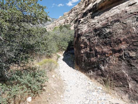 Willow Springs Loop Trail