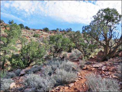 Wilson's Pimple Peak Trail