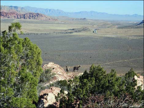 Wilson's Pimple Peak Trail