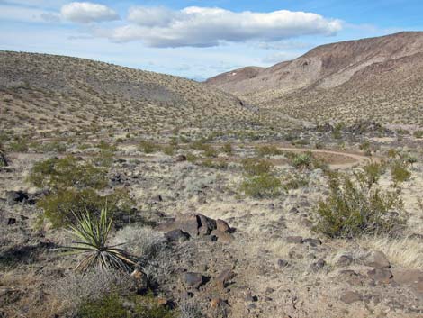 McCullough Hills Trail