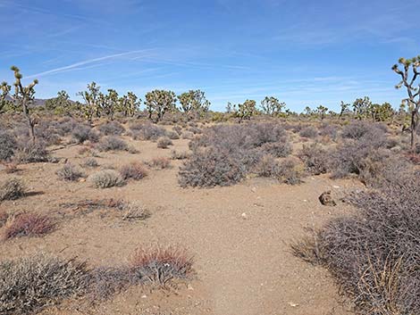 Spirit of Wilderness Trail