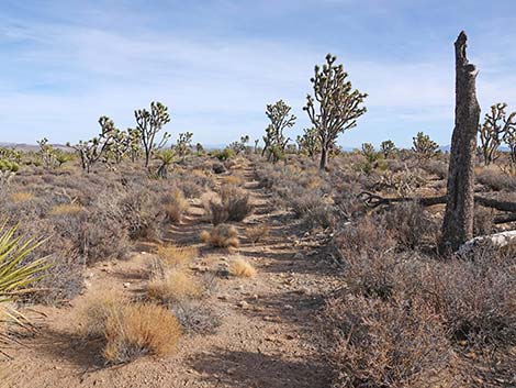 El Dorado Wagon Road Trail