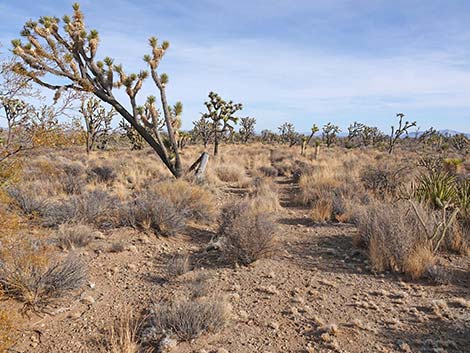 El Dorado Wagon Road Trail