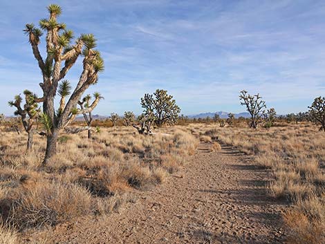 El Dorado Wagon Road Trail