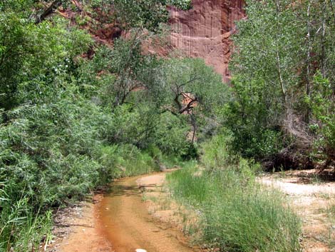 Coyote Gulch