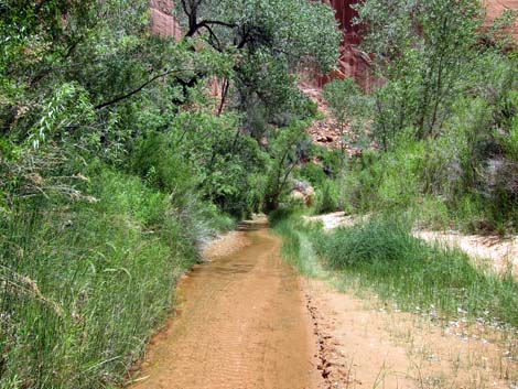 Coyote Gulch