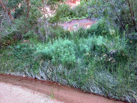 Coyote Gulch