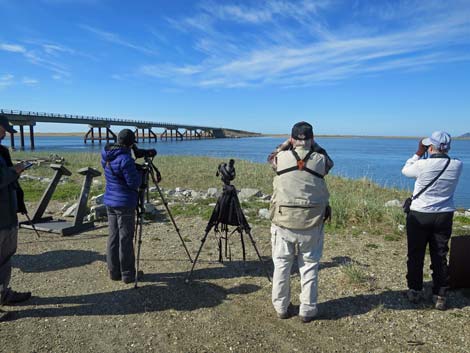 Alaska Birding