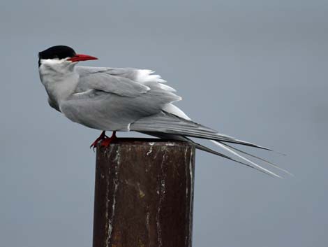 Denali birding