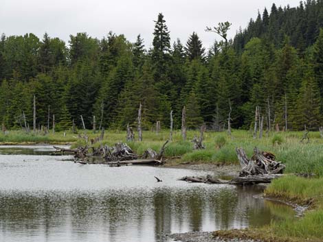 Seward Birding