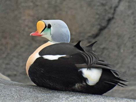 Seward Birding