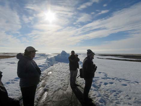 Barrow birding