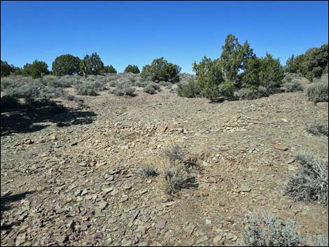 Oak Springs Trilobite Site