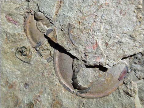 Trilobite Fossils