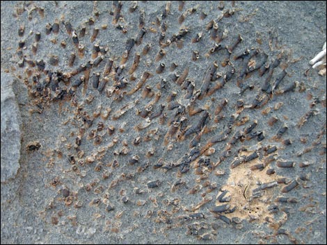 Fossil Coral