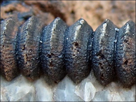 crinoid