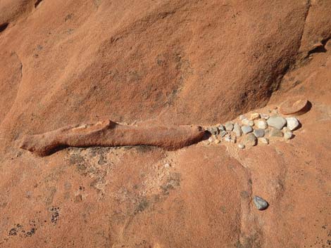 Fossil Plants