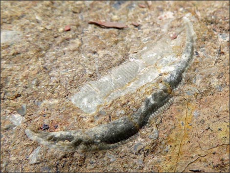 Fossil Shells