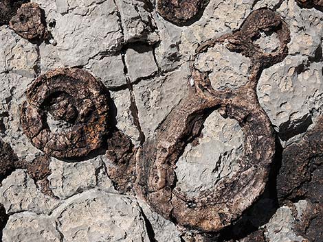 Fossil Sponges