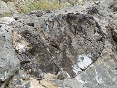 Fossil Sponges