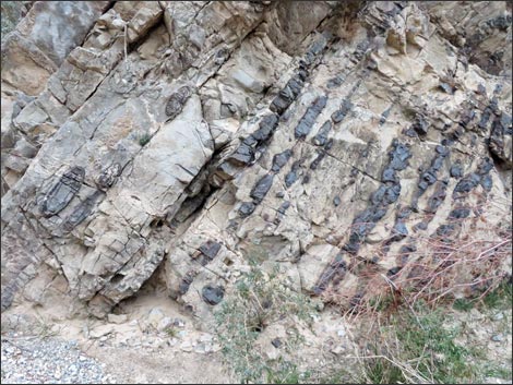 Fossil Sponges