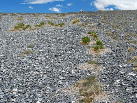 Alpine Tundra (Alpine Life Zone)