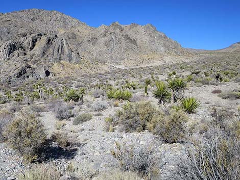 Mojave Desert Scrub