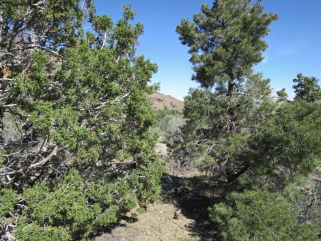 Pinyon-Juniper Woodland