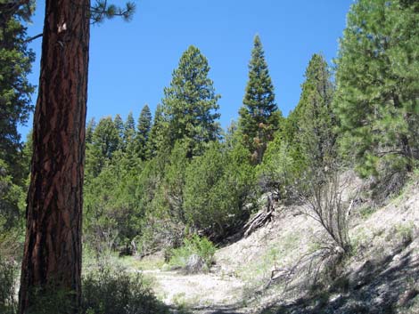 Pine-Fir Forest (Canadian Life Zone)