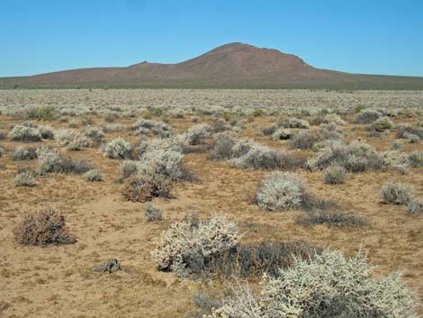 shadscale (Atriplex confertifolia)