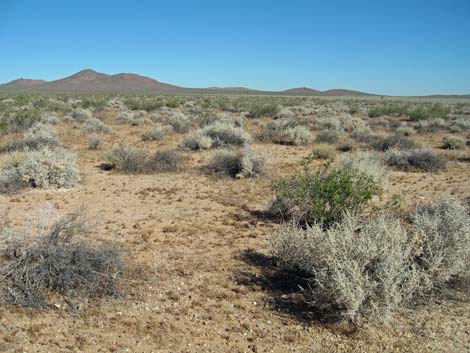 shadscale (Atriplex confertifolia)