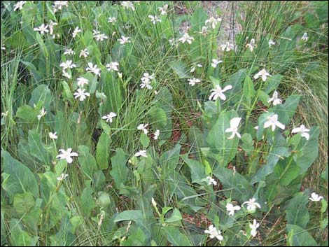 Yerba Mansa (Anemopsis californica)