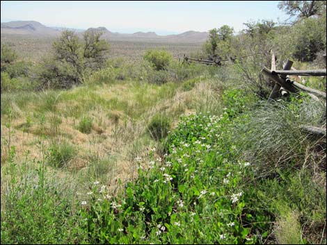 Yerba Mansa (Anemopsis californica)