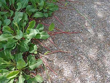 Yerba Mansa (Anemopsis californica)