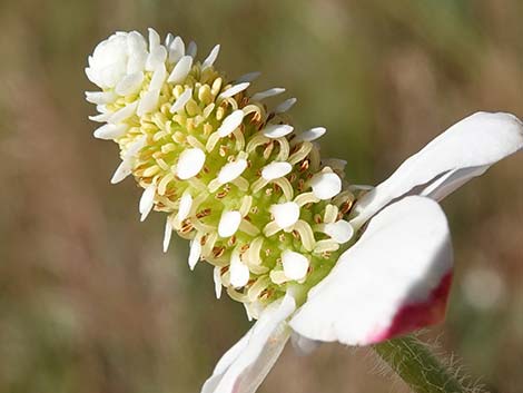 Yerba Mansa (Anemopsis californica)