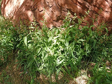 Stream Orchid (Epipactus gigantea)