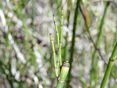 Smooth Horsetail (Equisetum laevigatum)