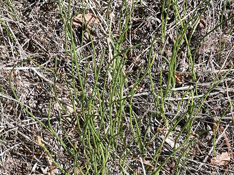 Smooth Horsetail (Equisetum laevigatum)