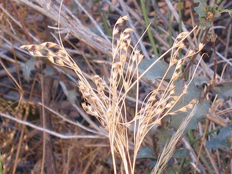 Rushes (Juncus spp.)