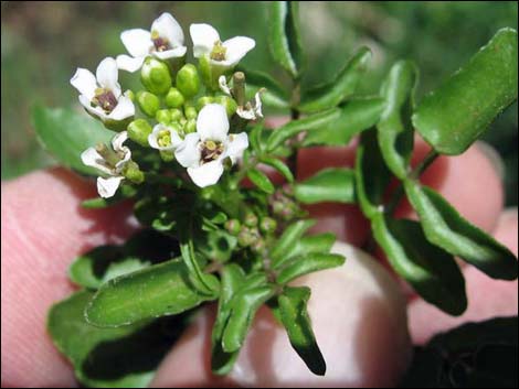 Watercresses (Nasturtium officinale)