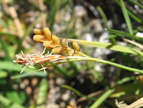 Sedges (Scripus)